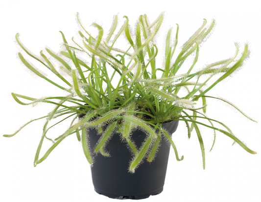 Drosera capensis 'Alba' (potted)