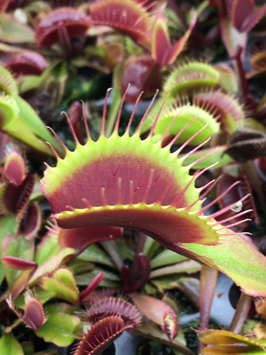 Dionaea m. Akai Ryu (potted)