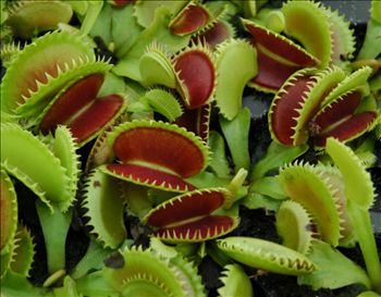 Dionaea m. Dente (potted)