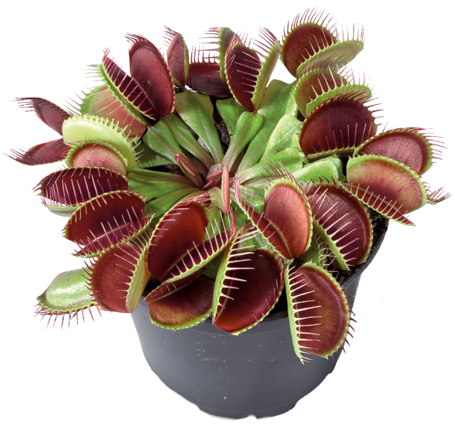 Dionaea m. Flexx - Potted