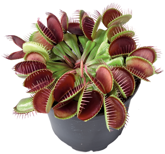 Dionaea m. Flexx - Potted