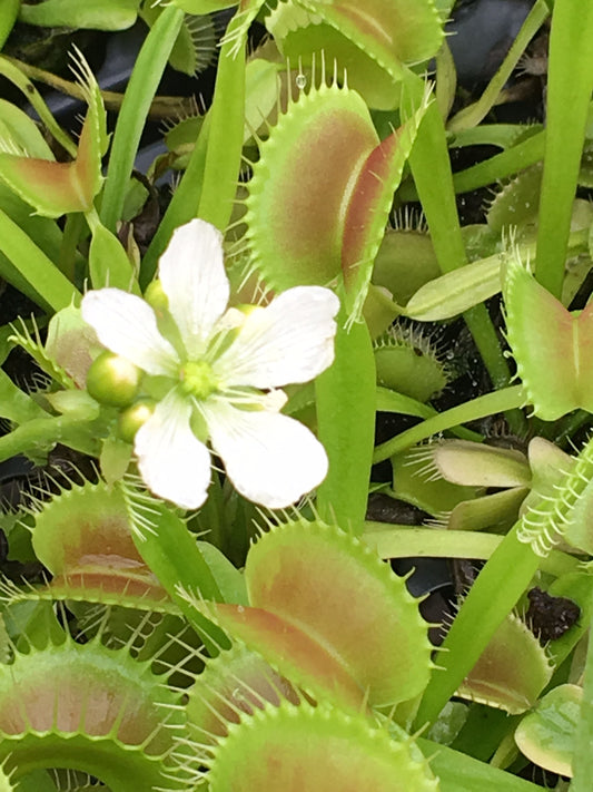 Dionaea m. King Henry (potted)