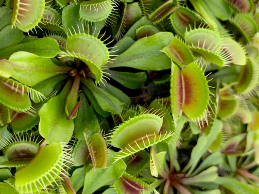 Dionaea m. Mammoth (potted)