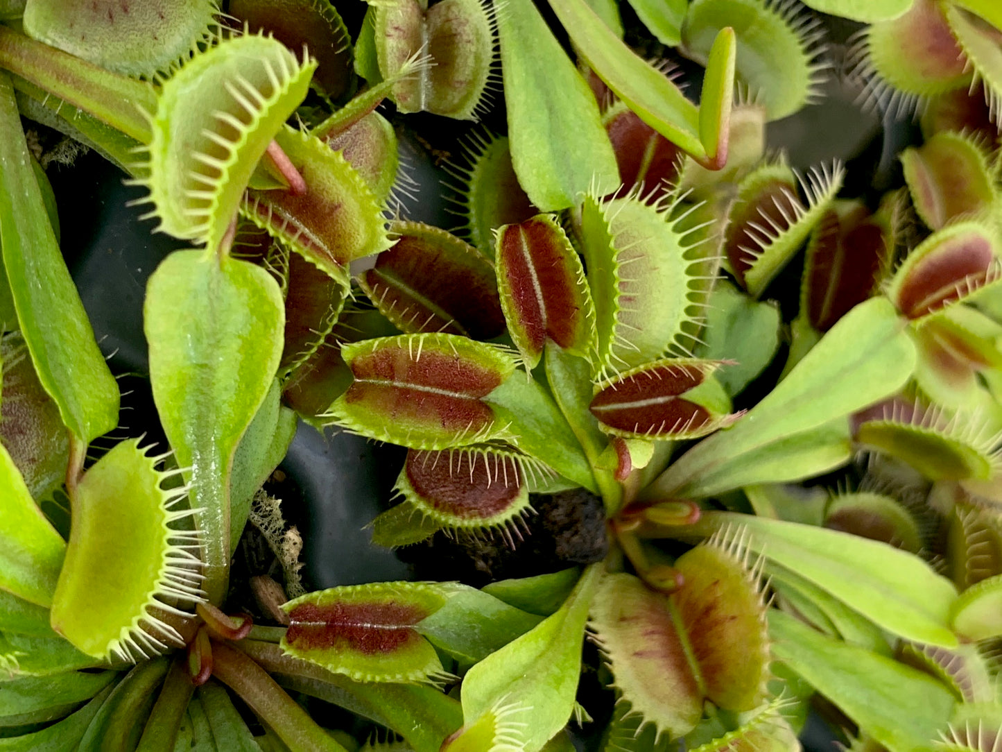 Dionaea m. Mammoth (potted)