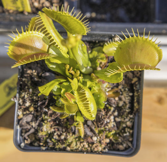 Dionaea muscipula - Venus Flytrap (potted)