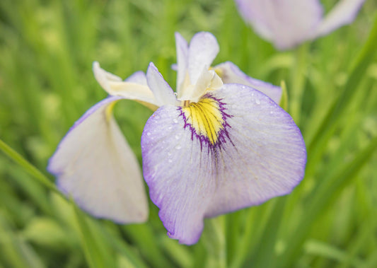 Image of Pseudata Iris Tsukiyono from the side view of bloom.
