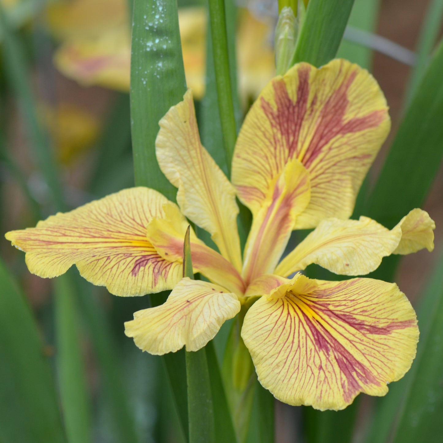 Louisiana Iris Annette Brown