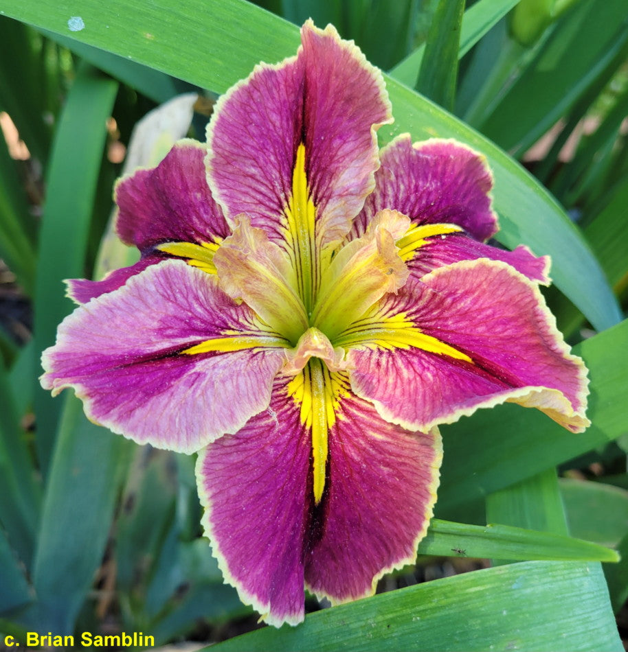 Louisiana Iris Extra Edgy
