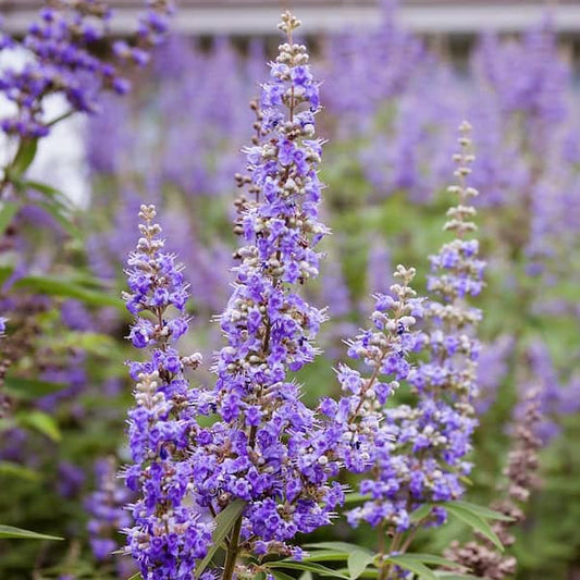 Vitex ‘Shoal Creek’ – Summer Color with Easy-Care Southern Charm