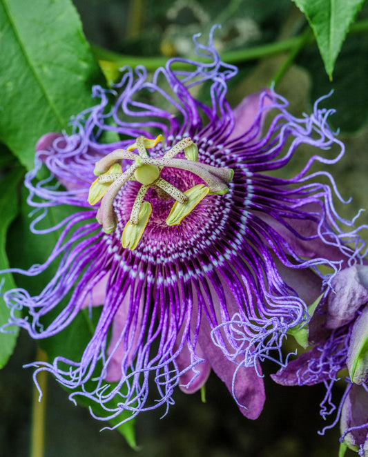 Passiflora 'Incense' (Potted)