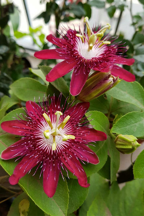 Passiflora 'Lady Margaret' (Potted)