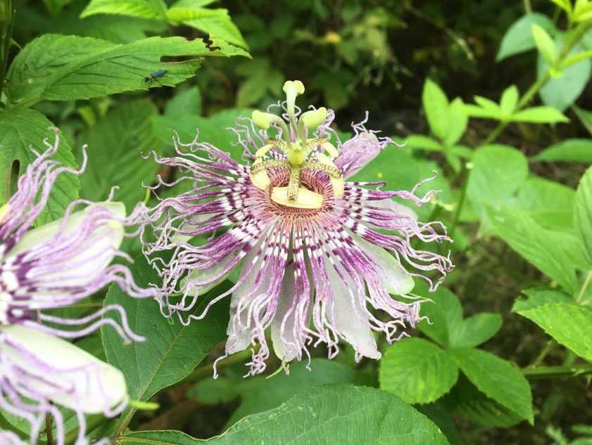 Passiflora 'Incarnata' (Potted)
