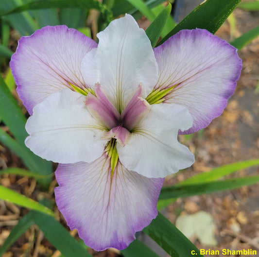 Louisiana Iris Pastel Pixie