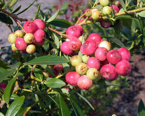 Blueberry ‘Pink Lemonade’ – Sweet Pink Berries with Four-Season Appeal (potted)
