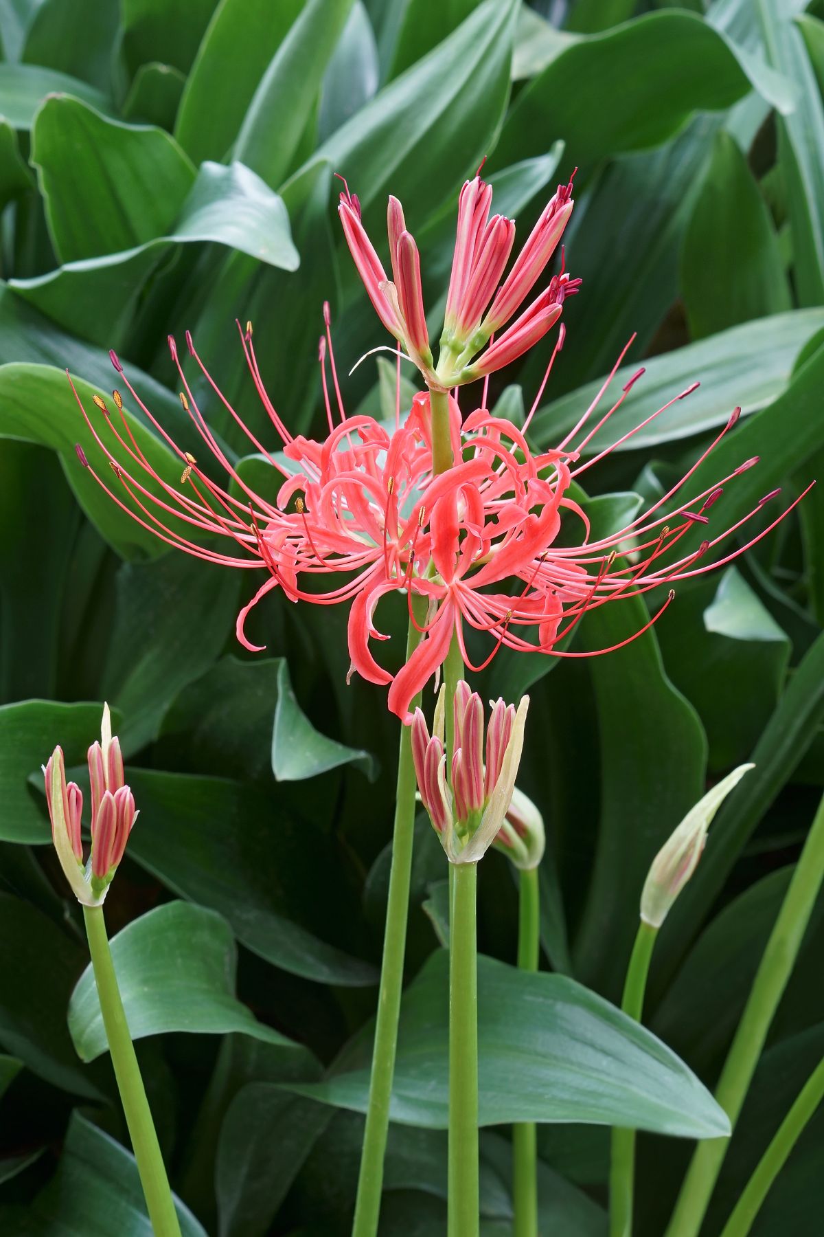 Lycoris radiata – Red Spider Lily (Potted)
