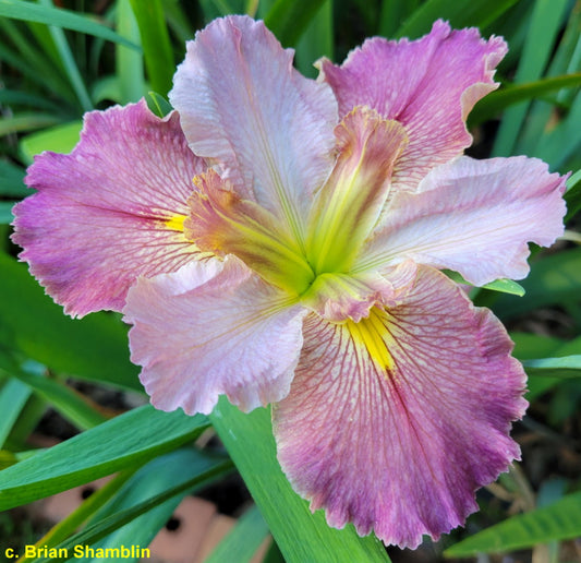 Louisiana Iris Rose Reflection