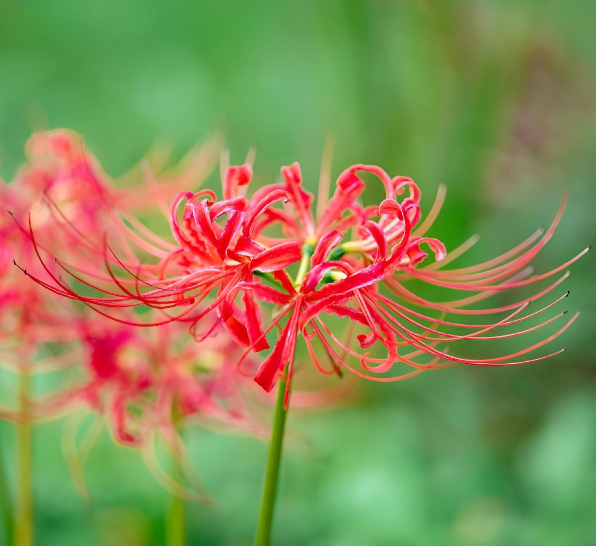 Lycoris radiata – Red Spider Lily (Potted)