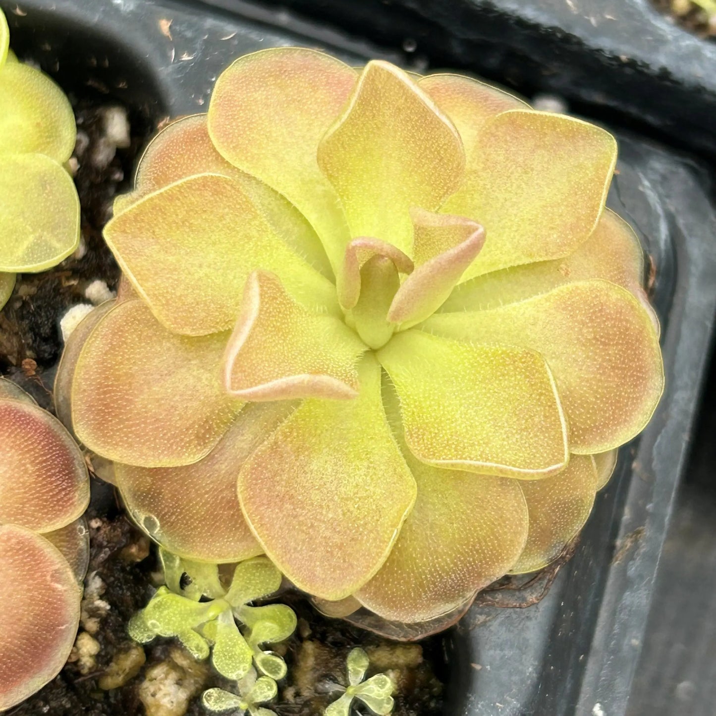 Pinguicula 'Weser' (Potted)