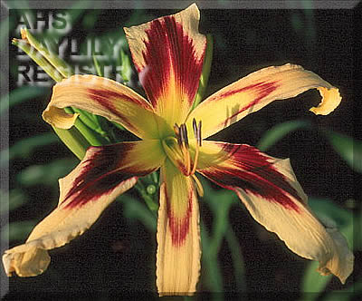 Image of Daylily Aerial Display