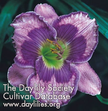 Image of Daylily Basin Street Blues