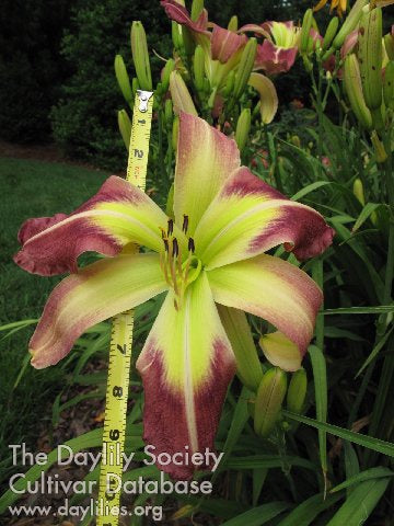 Placeholder image for Daylily Mauvelous Dahling