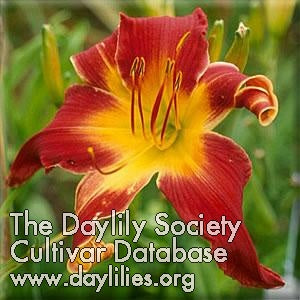 Placeholder image for Daylily Reed's Sixty-fifth