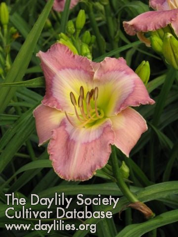 Image of Daylily Shirley Snyder