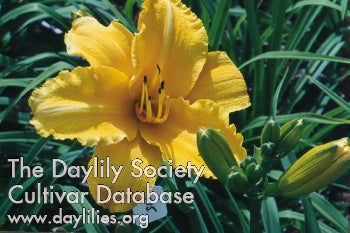 Placeholder image for Daylily Mary's Gold