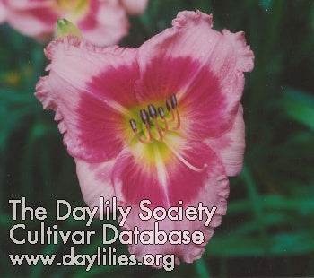 Image of Daylily Rudolph's Real Nose