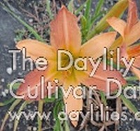 Image of Daylily Abstract Art