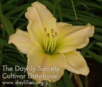 Image of Daylily Acres of Angels