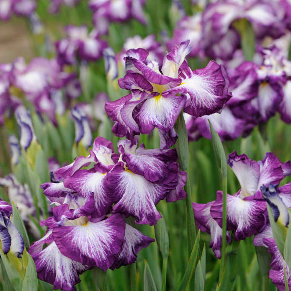 Image of a group of blooms of Japanese Iris Lion King. Image credit: Walters Gardens, Inc.