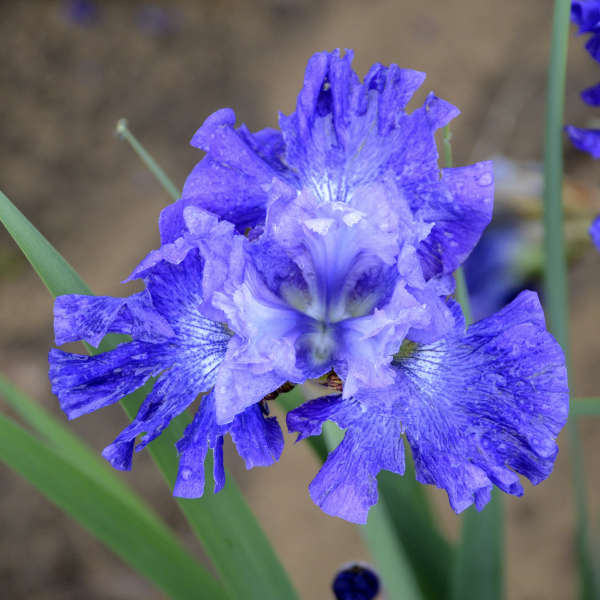 Image of a single bloom of Siberian Iris Blueberry Fair. Image credit: Walters Gardens, Inc.