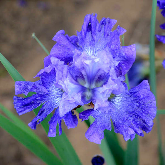 Image of a single bloom of Siberian Iris Blueberry Fair. Image credit: Walters Gardens, Inc.