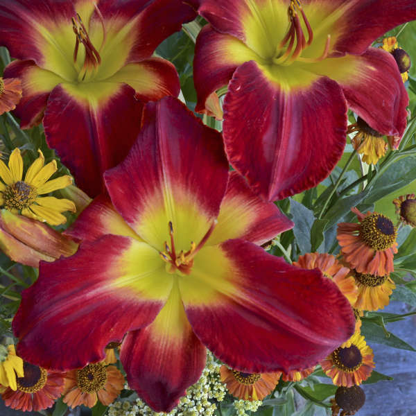 Image of Daylily Cherokee Star in bloom. Image credit: Walters Gardens, Inc.