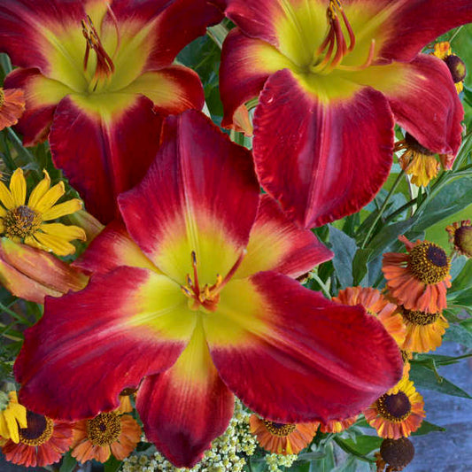 Image of Daylily Cherokee Star in bloom. Image credit: Walters Gardens, Inc.