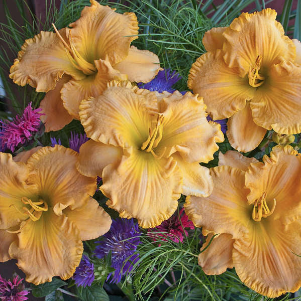 Image of a single bloom of Daylily Collier. Image credit: Walters Gardens, Inc.
