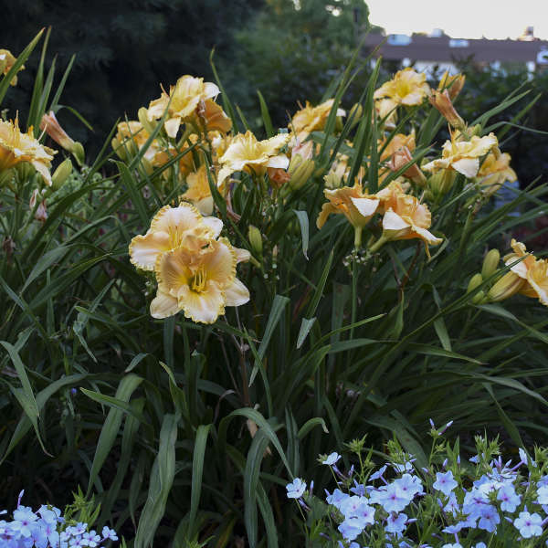 Image of a clump of Daylily Collier. Image credit: Walters Gardens, Inc.