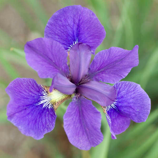 Image of a single bloom of Siberian Iris Caesar's Brother. Image credit: Walters Gardens, Inc.
