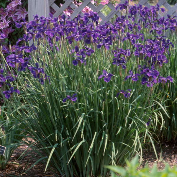 Image of a blooming clump of of Siberian Iris Caesar's Brother. Image credit: Walters Gardens, Inc.