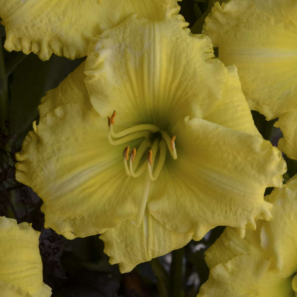 Image of a single bloom of Daylily Omomuki. Image credit: Walters Gardens, Inc.