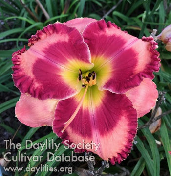 Placeholder image for Daylily Take a Deep Breath