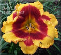 Image of Daylily Dragon Pinata