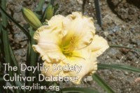 Placeholder image for Daylily Fairy Charm