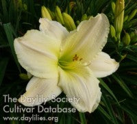 Image of Daylily Feather Down