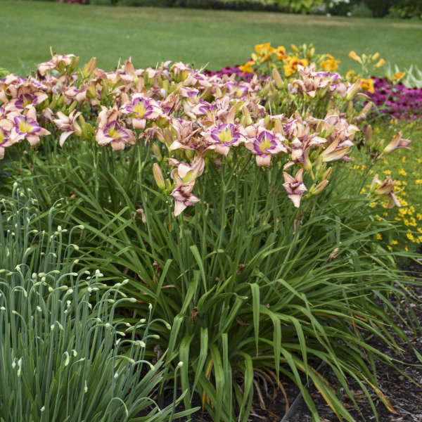 Image of a clump of Daylily Handwriting on the Wall. Image credit: Walters Gardens, Inc.