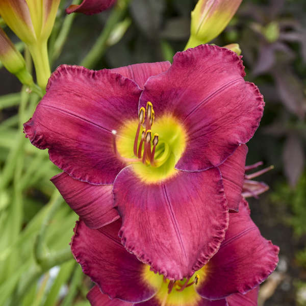 Image of a single bloom of Daylily Maestro Puccini. Image credit: Walters Gardens, Inc.