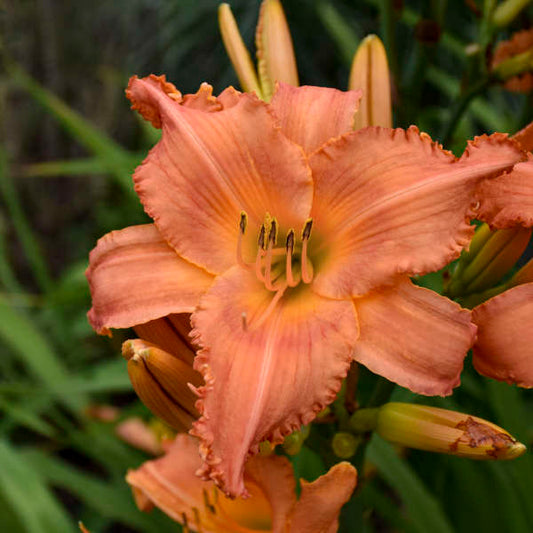 Image of a single bloom of Daylily New Tangerine Twist. Image credit: Walters Gardens, Inc.