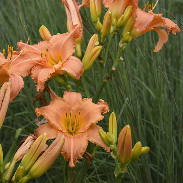 Image of a group of  blooms of Daylily New Tangerine Twist. Image credit: Walters Gardens, Inc.
