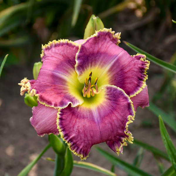 Image of a single bloom of Daylily Raspberry Eclipse. Image credit: Walters Gardens, Inc.